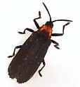 Xenochalepus ater - photo 2
