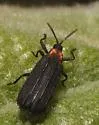 Xenochalepus ater - photo 4