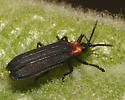 Xenochalepus ater - photo 5