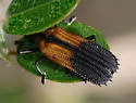 Xenochalepus chapuisi