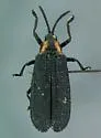 Xenochalepus potomacus