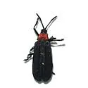 Xenochalepus robiniae - Xenochalepus robiniae