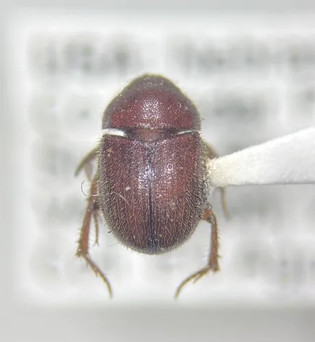 Xenochodaeus americanus