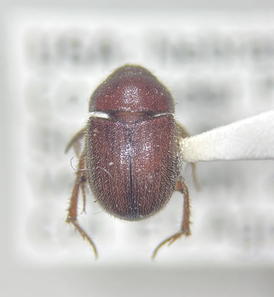 Xenochodaeus americanus - photo 2