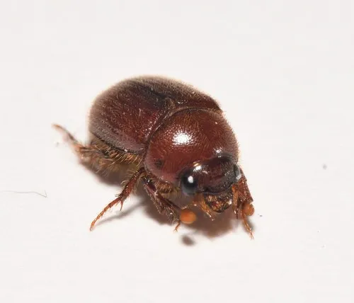 Xenochodaeus musculus