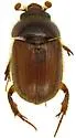 Xenochodaeus planifrons