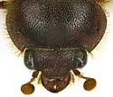 Xenochodaeus planifrons - photo 2