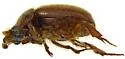 Xenochodaeus planifrons - photo 3