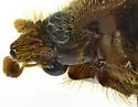 Xenochodaeus planifrons - photo 4