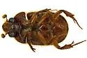 Xenochodaeus planifrons - photo 5
