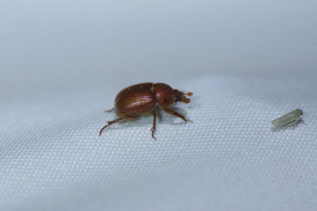 Xenochodaeus simplex - photo 2