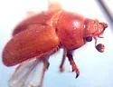 Xenochodaeus ulkei