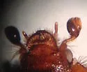 Xenochodaeus ulkei - photo 3