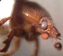 Xenochodaeus ulkei - photo 4
