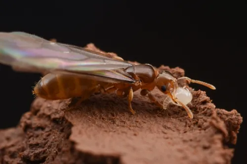 Xenococcidae - Xenococcidae
