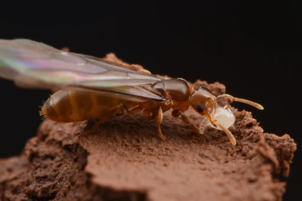 Xenococcidae - photo 2