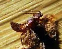 Xenodusa cava - photo 2