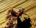 Xenodusa cava - photo 5