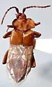 Xenodusa montana