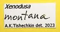 Xenodusa montana - photo 4