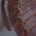 Xenodusa reflexa