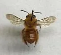 Xenoglossa angustior