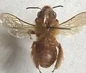 Xenoglossa angustior - photo 2