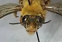 Xenoglossa angustior - photo 3