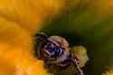 Kansas Squash Bee