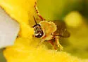 Xenoglossa strenua