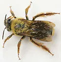 Xenoglossa strenua - photo 2