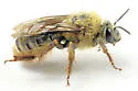 Xenoglossa strenua - photo 3