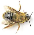 Xenoglossa strenua - photo 4