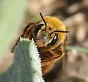 Xenoglossa strenua - photo 5