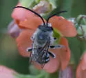 Xenoglossodes lippiae