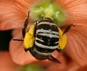 Xenoglossodes lippiae - photo 4