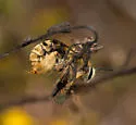 Xenoglossodes pomonae - photo 4