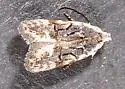 Xenolechia aethiops - Hodges#1875