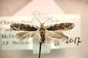 Xenolechia aethiops - Hodges#1875 - photo 2