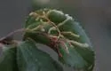 Xenolechia ceanothiella - Hodges#1780