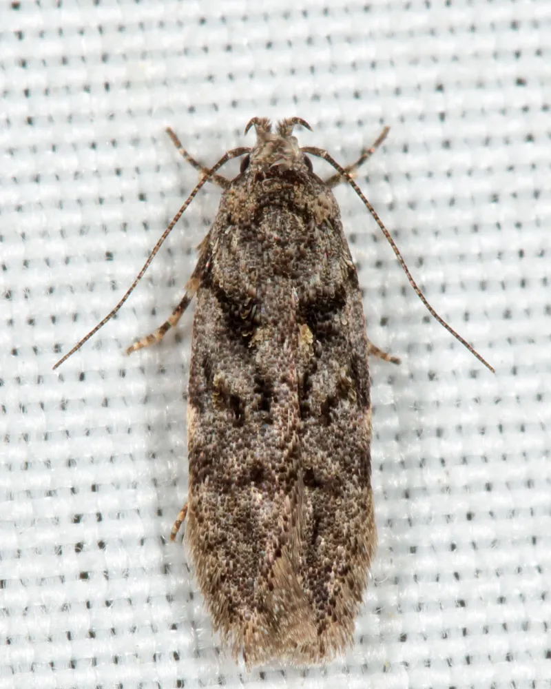 Xenolechia ontariensis - Hodges#1878 - photo 2