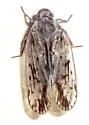 Xenoliarus eximus