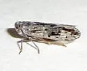 Xenoliarus eximus - photo 2