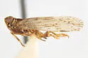 Xenoliarus eximus - photo 3