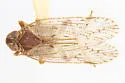 Xenoliarus eximus - photo 4
