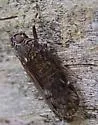 Xenoliarus montanus