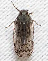 Xenoliarus montanus - photo 2