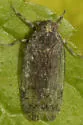 Xenoliarus montanus - photo 3