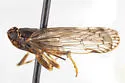 Xenoliarus montanus - photo 4