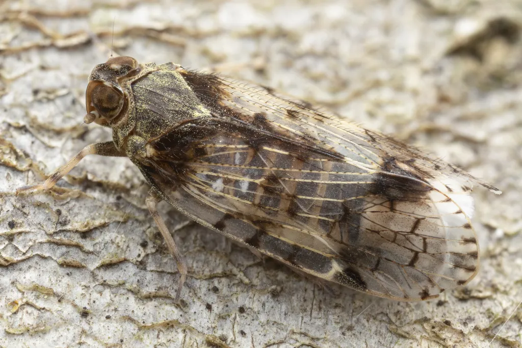 Xenoliarus placitus - photo 2